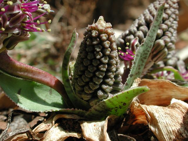 Ledebouria ovatifolia   AC  (4)
